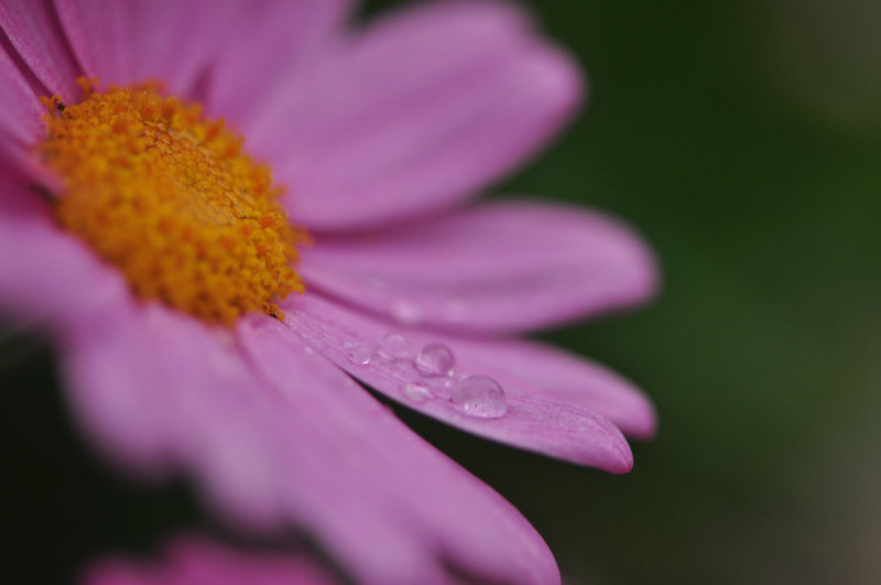 Raindrops on a daisy