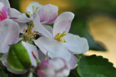 Apple blossom time