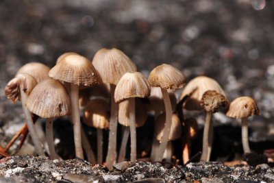 Mini mushrooms