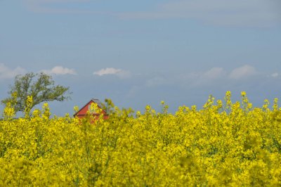 Red barn amogst the canola