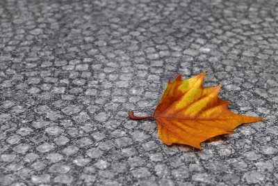A lone leaf in Dusseldorf