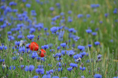 Cornflowers with a touch of poppy