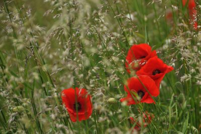 Poppies, grass and wind