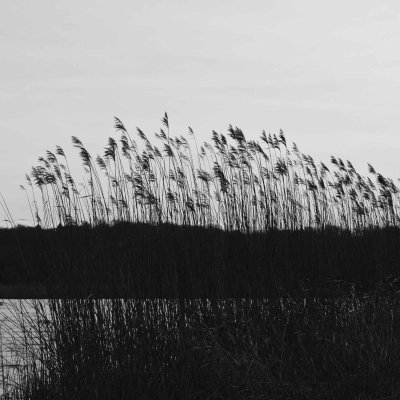 Wind in the reeds