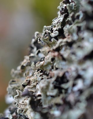 Life on a dead tree