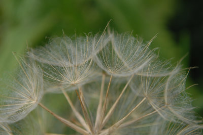 Dandelion seed heads