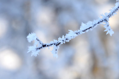 Beautiful frost 