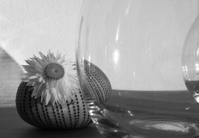 Flower, glass, and shadows