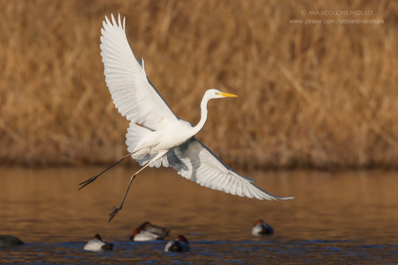 Great White Egret - Airone Bianco Maggiore (Ardea alba = Casmerodius albus)