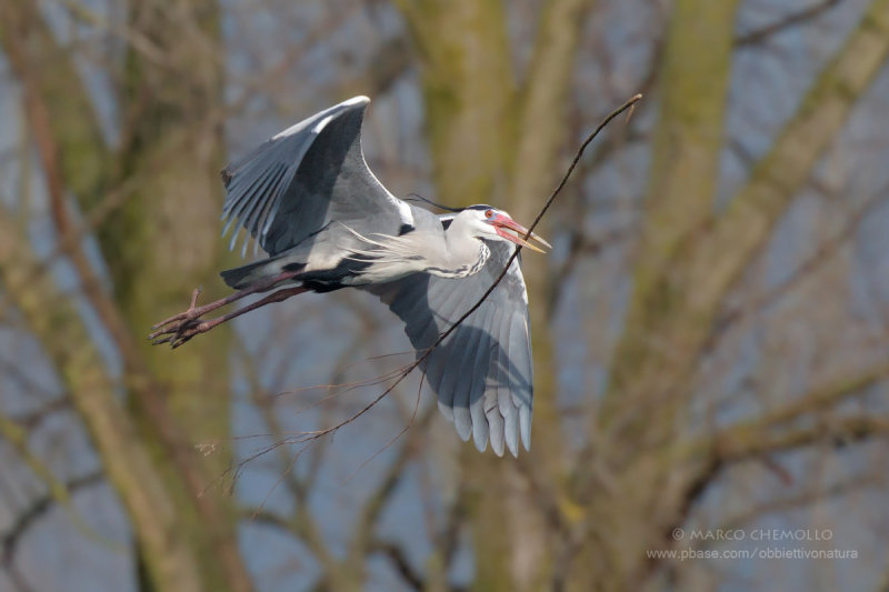 Grey Heron - Airone Cenerino (Ardea cinerea)