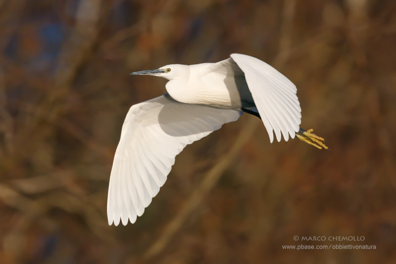 Little Egret - Garzetta (Egretta garzetta)