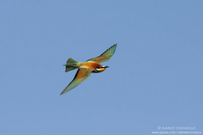 Bee-eater - Gruccione (Merops apiaster)