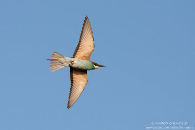 Bee-eater - Gruccione (Merops apiaster)
