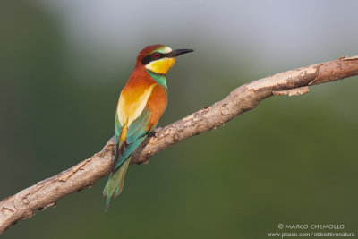 Bee-eater - Gruccione (Merops apiaster)
