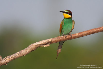 Bee-eater - Gruccione (Merops apiaster)