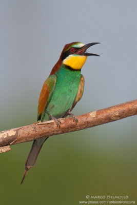 Bee-eater - Gruccione (Merops apiaster)