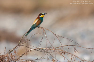 Bee-eater - Gruccione (Merops apiaster)
