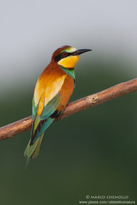 Bee-eater - Gruccione (Merops apiaster)