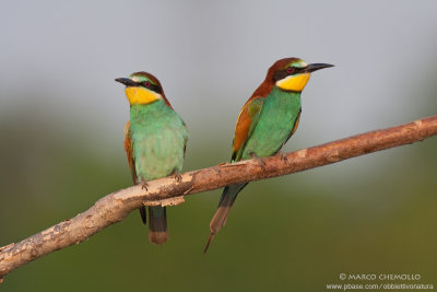 Bee-eater - Gruccione (Merops apiaster)