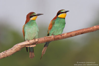 Bee-eater - Gruccione (Merops apiaster)