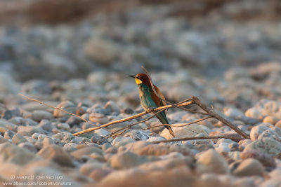Bee-eater - Gruccione (Merops apiaster)