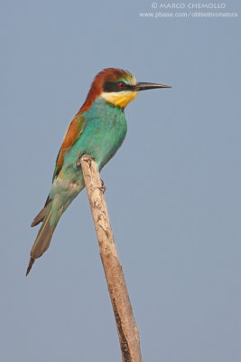 Bee-eater - Gruccione (Merops apiaster)