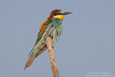Bee-eater - Gruccione (Merops apiaster)