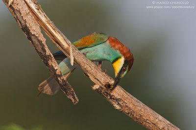 Bee-eater - Gruccione (Merops apiaster)