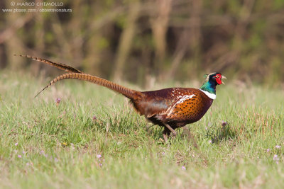 Common Pheasant - Fagiano comune (Phasianus colchicus)