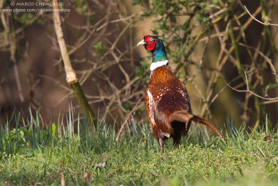Common Pheasant - Fagiano comune (Phasianus colchicus)