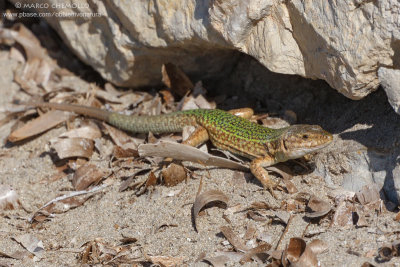 Ibiza Wall Lizard  (Podarcis pityusensis)