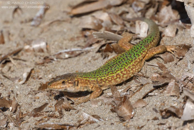 Ibiza Wall Lizard  (Podarcis pityusensis)
