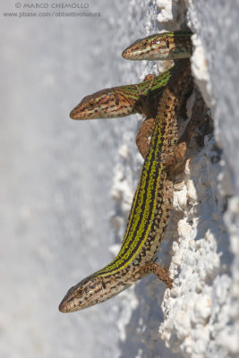 Ibiza Wall Lizard  (Podarcis pityusensis)
