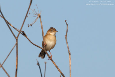 Zitting Cisticola - Beccamoschino (Cisticola junicidis)