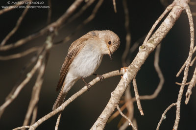 Muscicapa striata