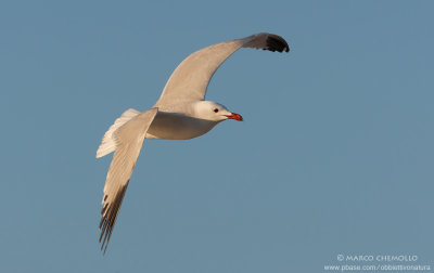 Audouin's Gull - Gabbiano Corso (Ichthyaetus audouinii)