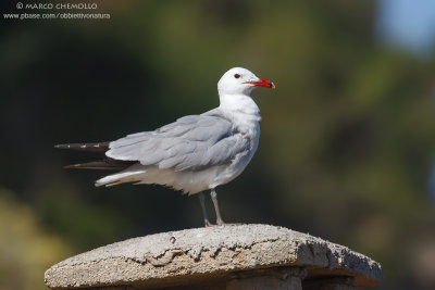 Audouin's Gull - Gabbiano Corso (Ichthyaetus audouinii)