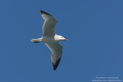 Audouin's Gull - Gabbiano Corso (Ichthyaetus audouinii)