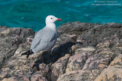 Audouin's Gull - Gabbiano Corso (Ichthyaetus audouinii)