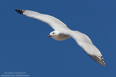 Audouin's Gull - Gabbiano Corso (Ichthyaetus audouinii)