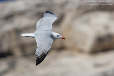 Audouin's Gull - Gabbiano Corso (Ichthyaetus audouinii)