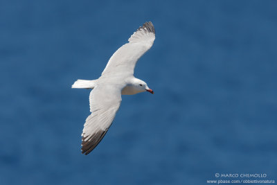 Audouin's Gull - Gabbiano Corso (Ichthyaetus audouinii)