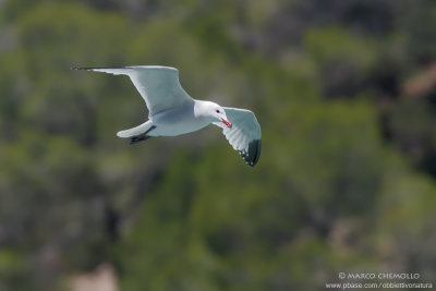 Audouin's Gull - Gabbiano Corso (Ichthyaetus audouinii)