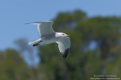 Audouin's Gull - Gabbiano Corso (Ichthyaetus audouinii)