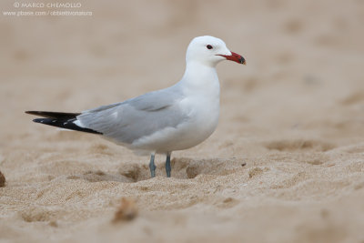 Audouin's Gull - Gabbiano Corso (Ichthyaetus audouinii)