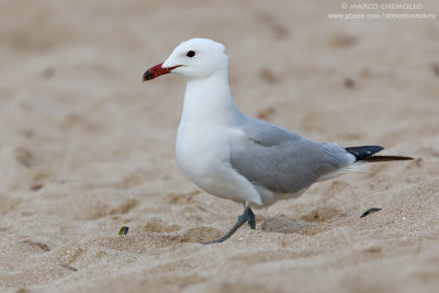 Audouin's Gull - Gabbiano Corso (Ichthyaetus audouinii)