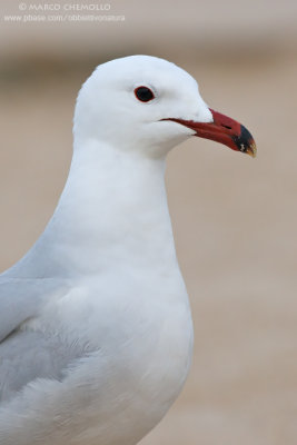 Audouin's Gull - Gabbiano Corso (Ichthyaetus audouinii)