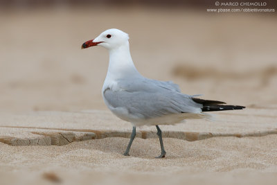 Audouin's Gull - Gabbiano Corso (Ichthyaetus audouinii)