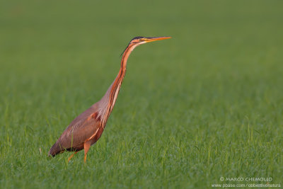 Ardea purpurea