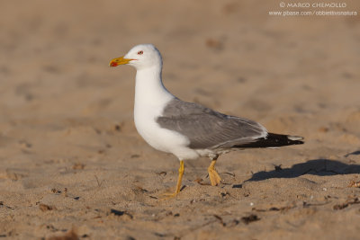 Yellow-legged Gull - Gabbiano reale (Larus michahellis)